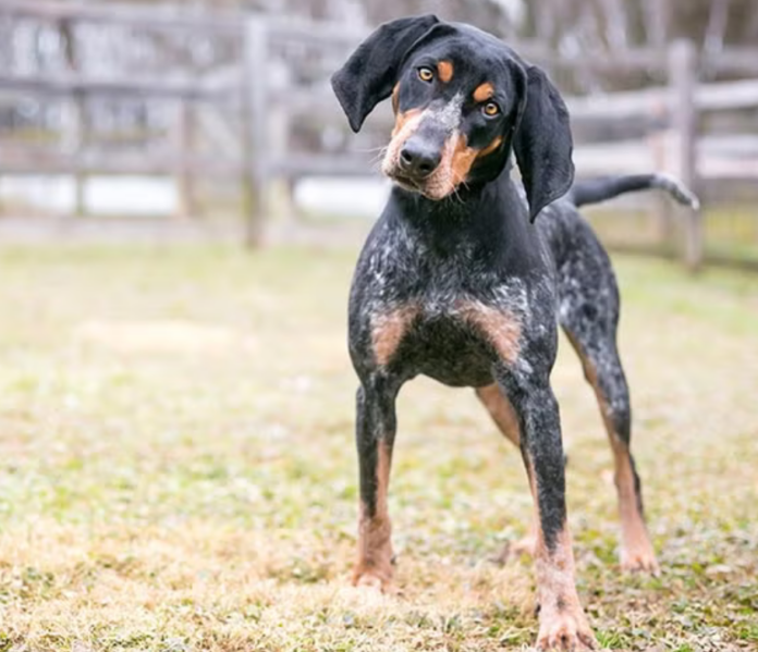 Bluetick Coonhound Dog Breed: A Comprehensive Guide